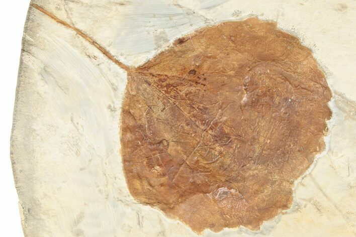 Fossil Leaf (Zizyphoides) - Montana #190451